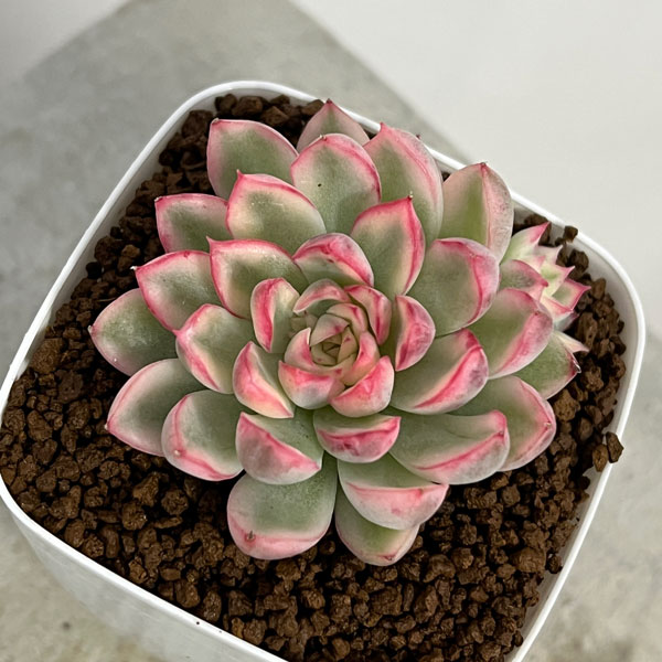 エケベリア：ミニマ錦　2.5号ポット