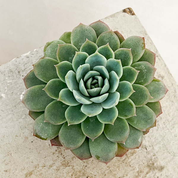 園芸ネット本店｜エケベリア：セプテンバーモーン 2.5号ポット* の通販