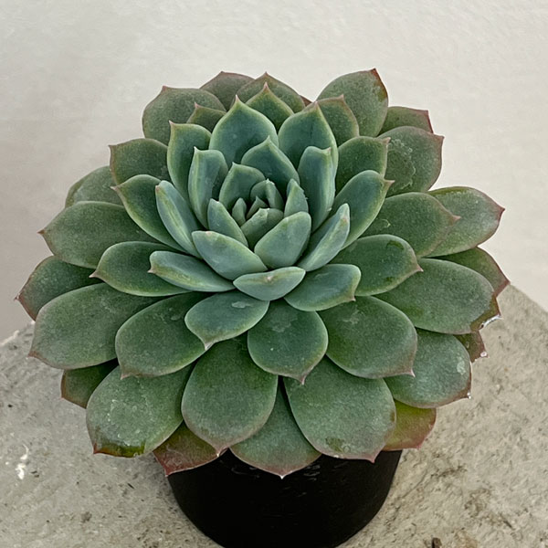 52.【札付き】セプテンバーモーン 錦玉園 多肉植物 エケベリア 52.【札付き】セプテンバーモーン 錦玉園 多肉植物 エケベリア 超久々