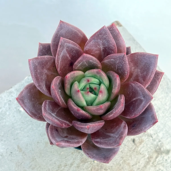 園芸ネット本店｜エケベリア：ピンクシャンペン 2.5号ポット* の通販