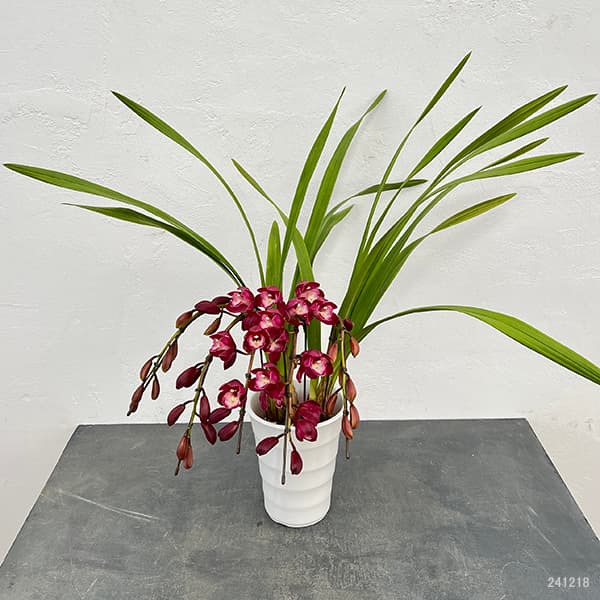 シンビジウム:ワインシャワー3本立アーチ仕立て4号鉢植え