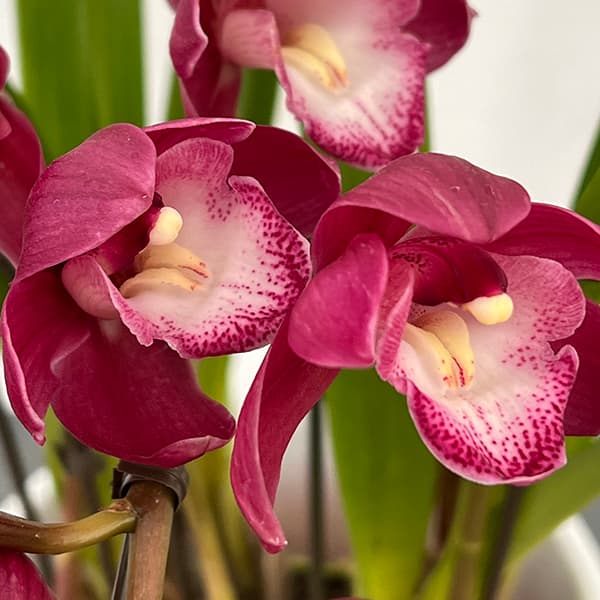 シンビジウム:ワインシャワー3本立アーチ仕立て4号鉢植え