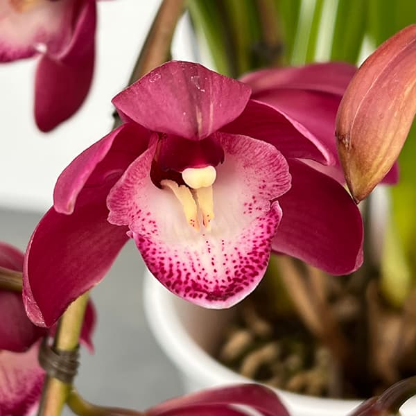 シンビジウム:ワインシャワー3本立アーチ仕立て4号鉢植え