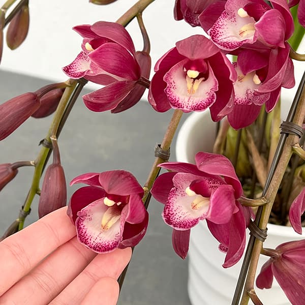 シンビジウム:ワインシャワー3本立アーチ仕立て4号鉢植え