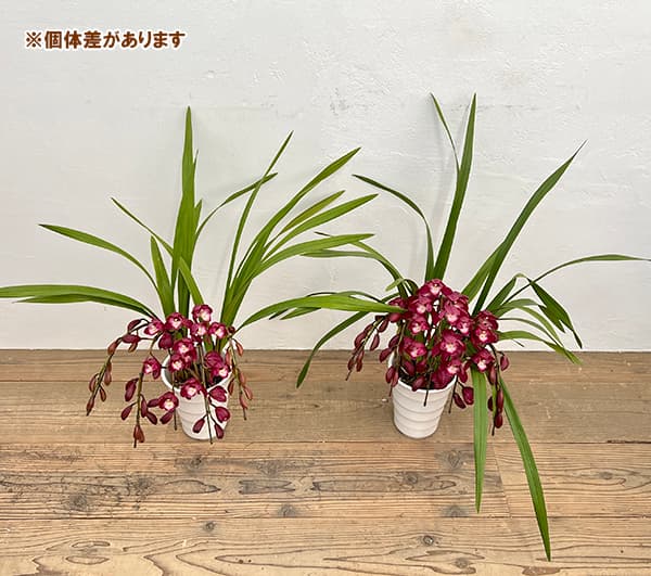 シンビジウム:ワインシャワー3本立アーチ仕立て4号鉢植え