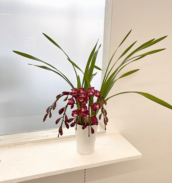 シンビジウム:ワインシャワー3本立アーチ仕立て4号鉢植え