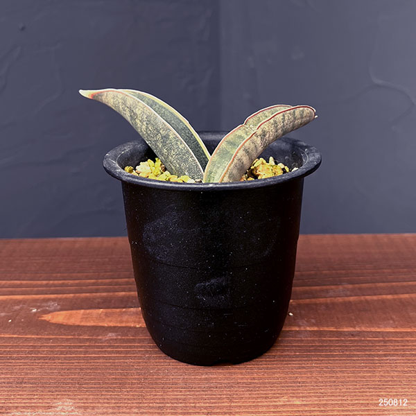 サンセベリア：ハリー（ピンク）斑入り　3号鉢植え25-01