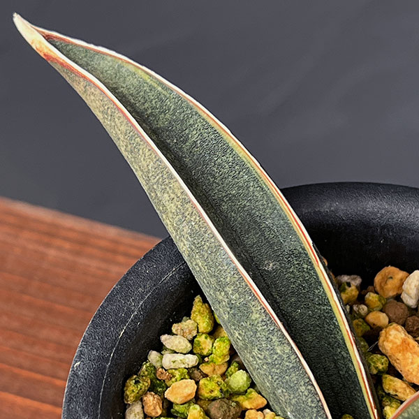 サンセベリア：ハリー（ピンク）斑入り　3号鉢植え25-01