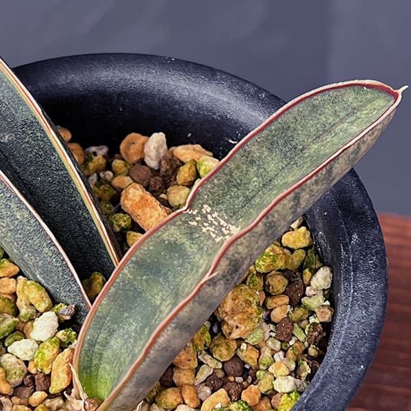 サンセベリア：ハリー（ピンク）斑入り　3号鉢植え25-01