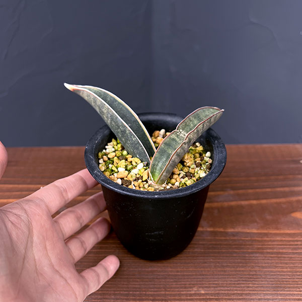 サンセベリア：ハリー（ピンク）斑入り　3号鉢植え25-01