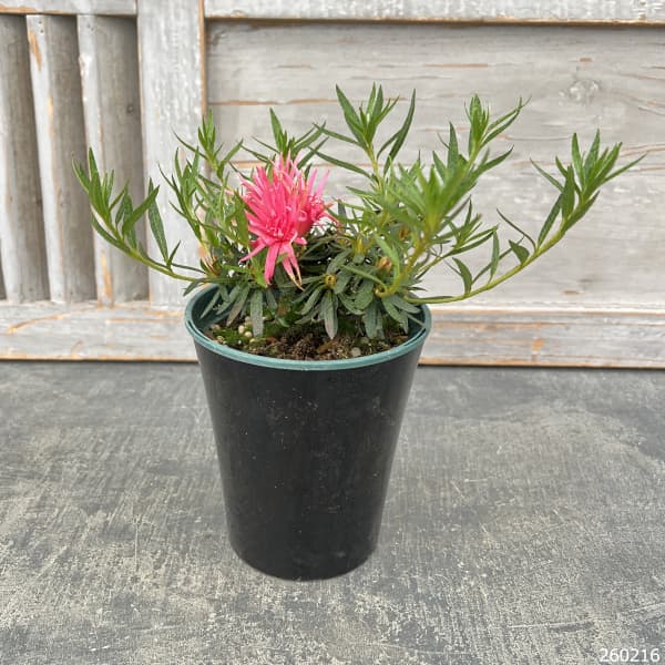 ベルギーアザレア：赤切れ弁（キンクサクレッド)4号ポット