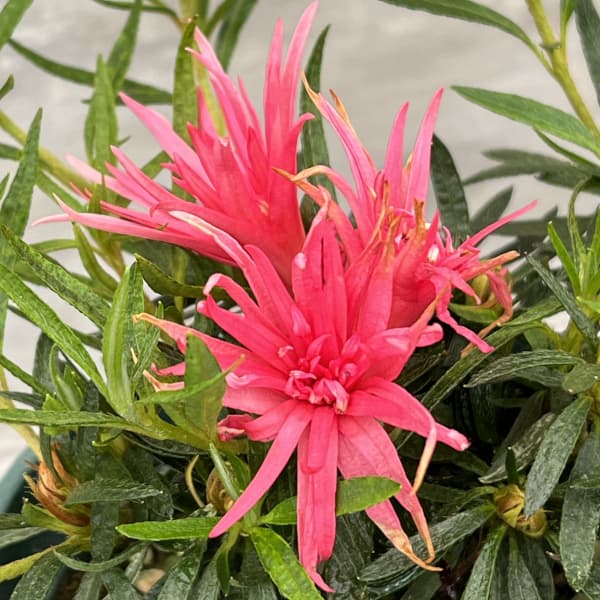 ベルギーアザレア：赤切れ弁（キンクサクレッド)4号ポット