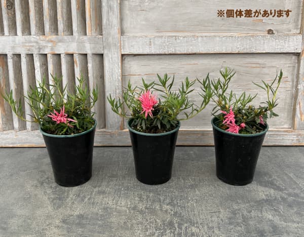 ベルギーアザレア：赤切れ弁（キンクサクレッド)4号ポット