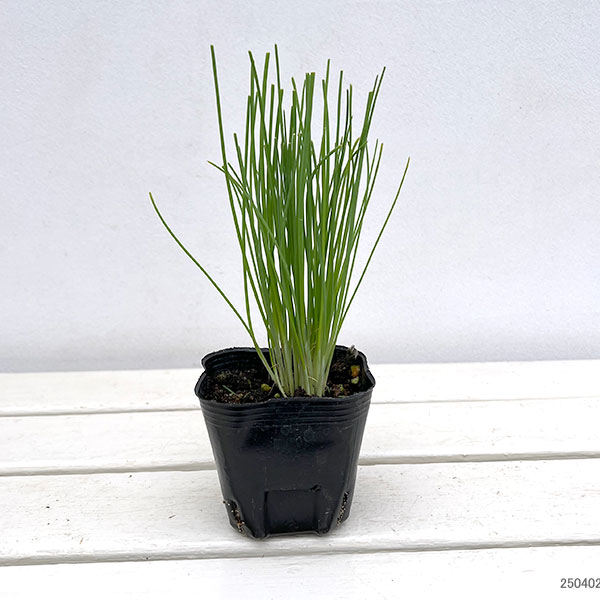 [26年4月上旬予約]無限小ねぎ3号ポット12ポットセット