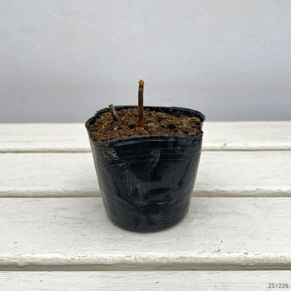 フロックス：ペパーミントツイスト3号ポット