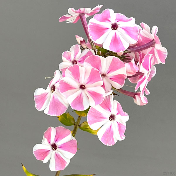 フロックス：ペパーミントツイスト3号ポット