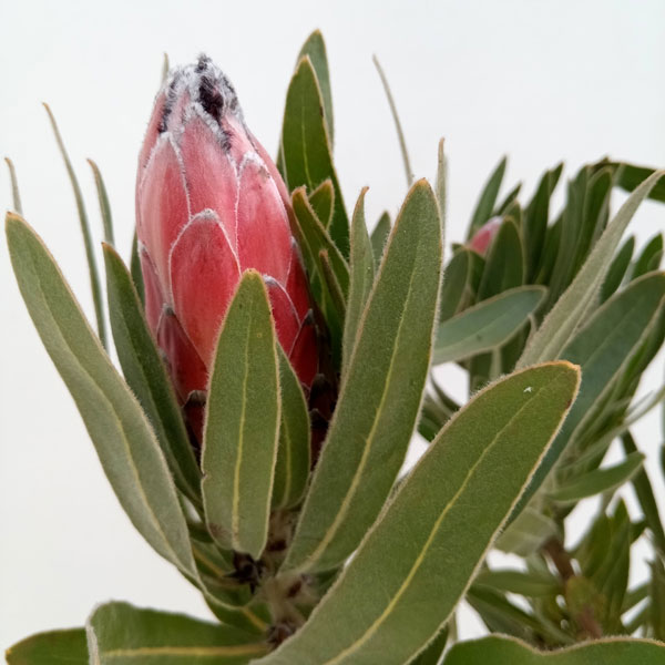 園芸ネット本店｜プロテア：オーストラリスルビー 8号鉢24-02 の通販