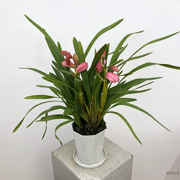 テーブルシンビジウム:美空2本立ち 5号鉢植え(皿付き)