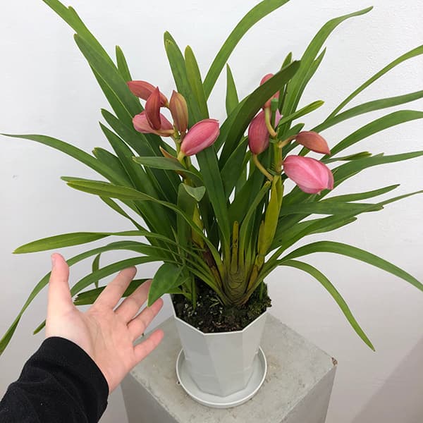 テーブルシンビジウム:美空2本立ち 5号鉢植え(皿付き)