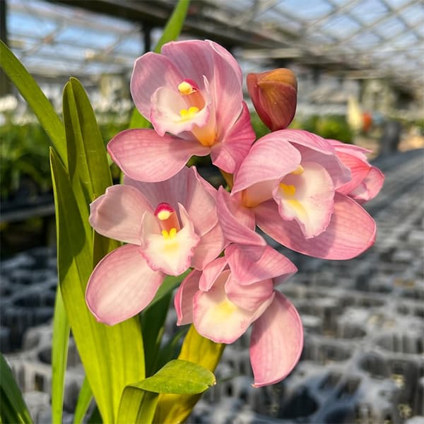 テーブルシンビジウム:美空2本立ち 5号鉢植え(皿付き)