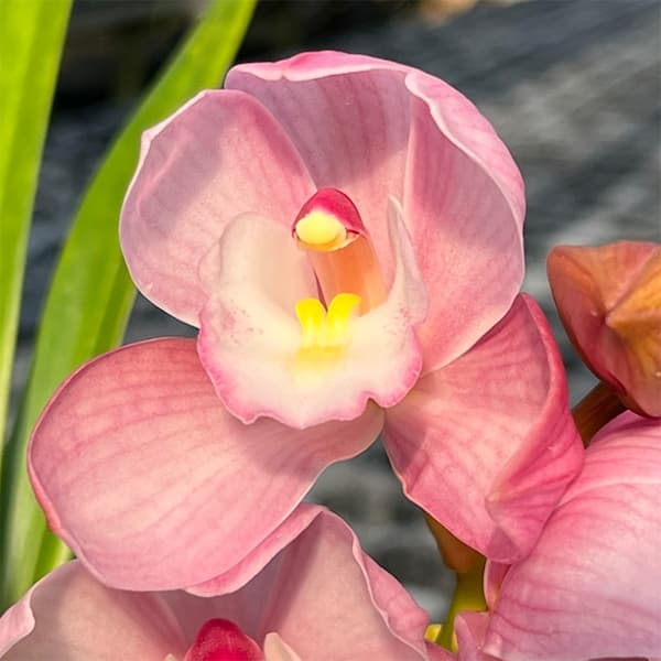 テーブルシンビジウム:美空2本立ち 5号鉢植え(皿付き)