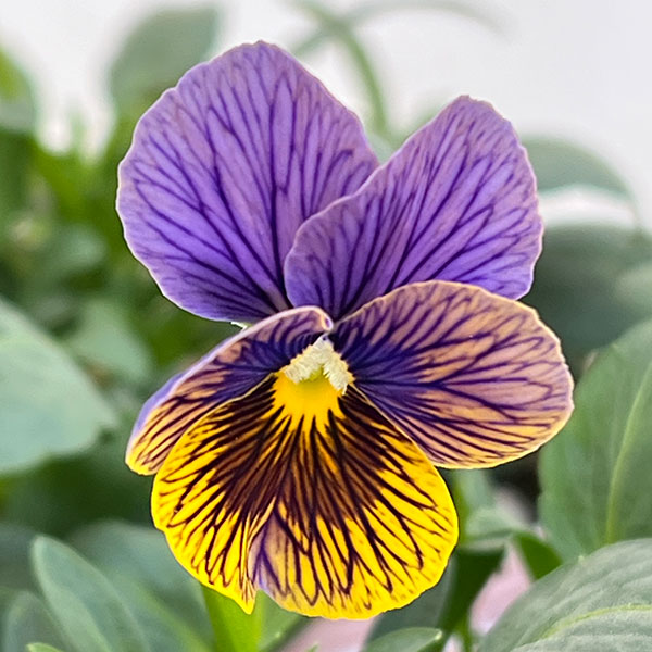 ビオラ：流星（りゅうせい）3.5号ポット