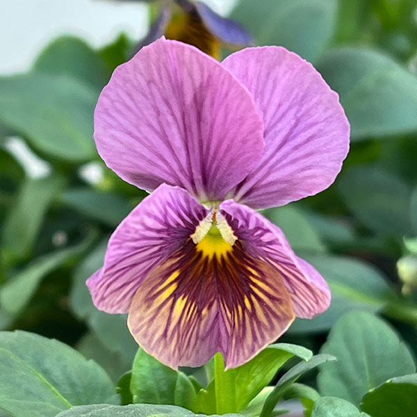 ビオラ：流星（りゅうせい）3.5号ポット