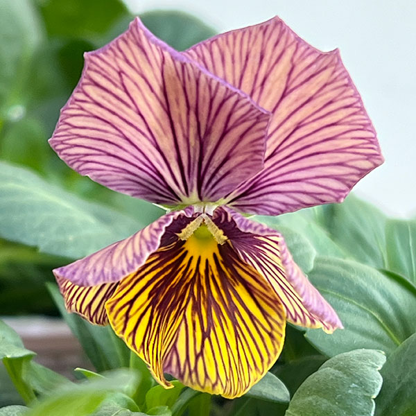 ビオラ：流星（りゅうせい）3.5号ポット