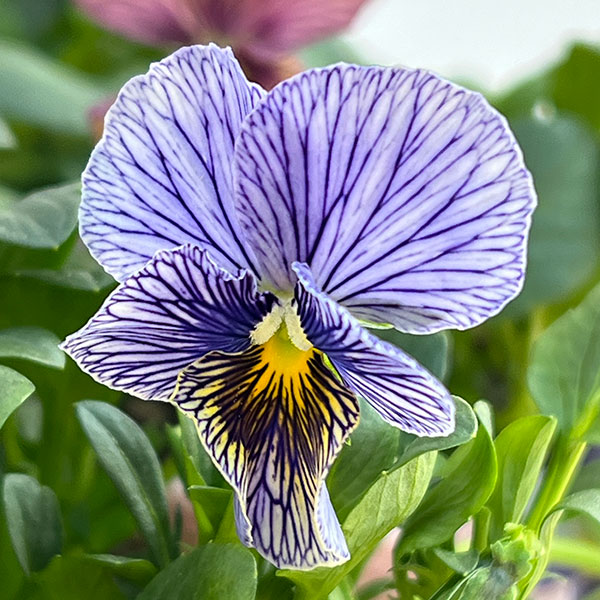 ビオラ：流星（りゅうせい）3.5号ポット