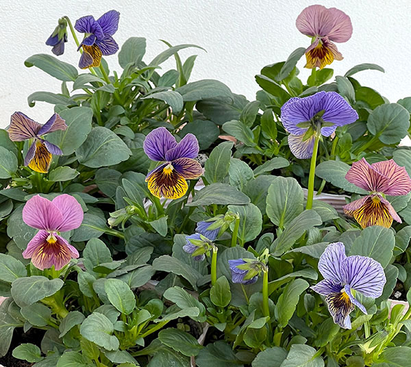 ビオラ：流星（りゅうせい）3.5号ポット