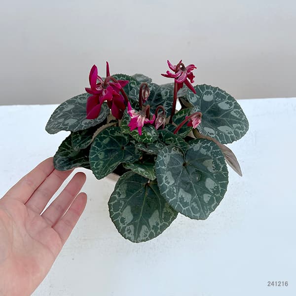 シクラメン：チモ 冬桜パープル系4号鉢植え