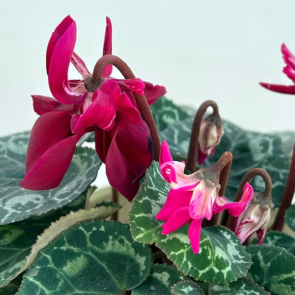 シクラメン：チモ 冬桜パープル系4号鉢植え