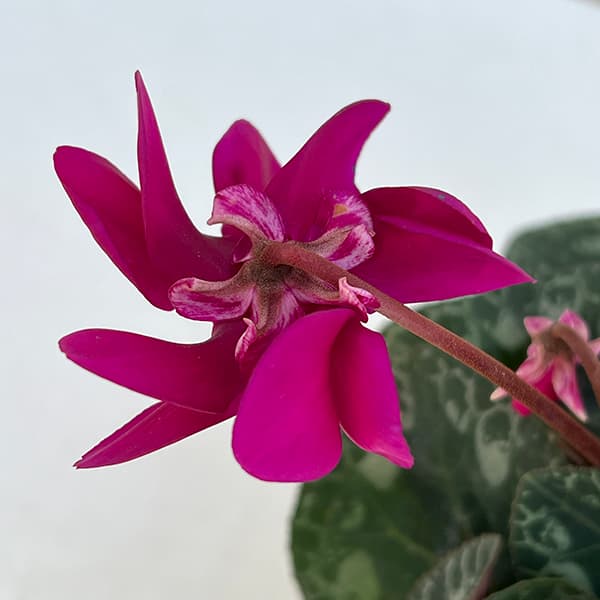 シクラメン：チモ 冬桜パープル系4号鉢植え