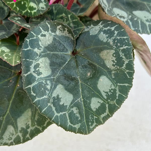 シクラメン：チモ 冬桜パープル系4号鉢植え