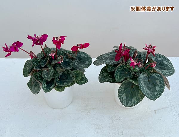 シクラメン：チモ 冬桜パープル系4号鉢植え