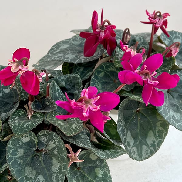 シクラメン：チモ 冬桜パープル系4号鉢植え