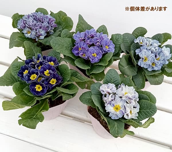 プリムラ：ジュリアン ヴィンテージフリル3.5号ポット