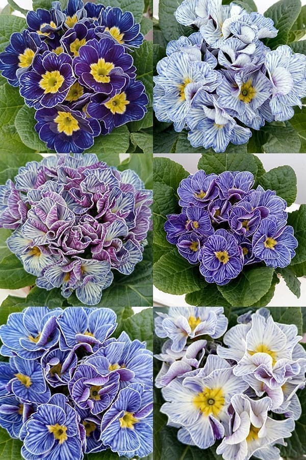 プリムラ：ジュリアン ヴィンテージフリル3.5号ポット