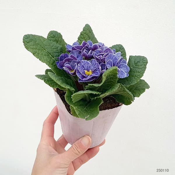 プリムラ：ジュリアン ヴィンテージフリル3.5号ポット