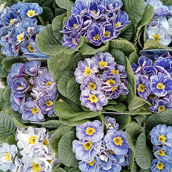 プリムラ：ジュリアン ヴィンテージフリル3.5号ポット