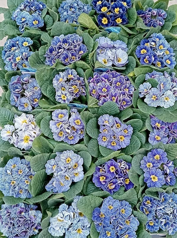 プリムラ：ジュリアン ヴィンテージフリル3.5号ポット