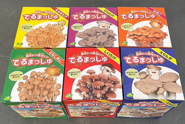 [25年10月中下旬予約]きのこ栽培セット：でるまっしゅ　6品種セット