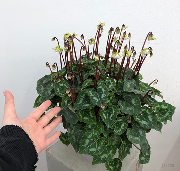 シクラメン：抹茶ラテ5号鉢植え