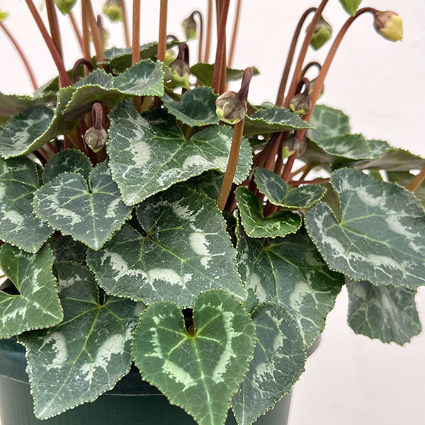 シクラメン：抹茶ラテ5号鉢植え