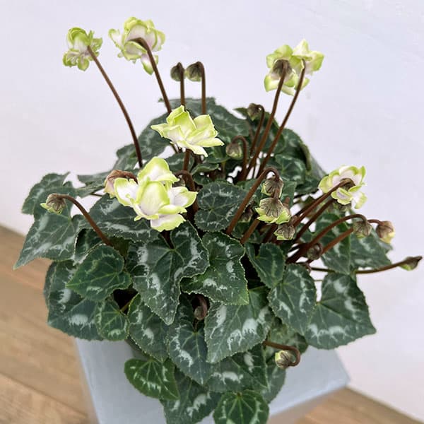 [ギフトに]シクラメン：抹茶ラテ5号鉢植えカゴ入り／グレー