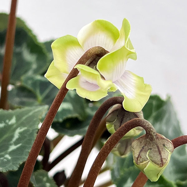 [ギフトに]シクラメン：抹茶ラテ5号鉢植えカゴ入り／グレー