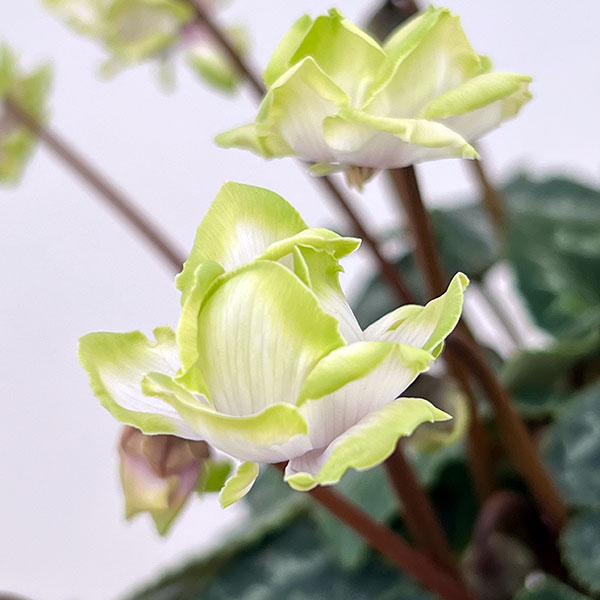 [ギフトに]シクラメン：抹茶ラテ5号鉢植えカゴ入り／グレー