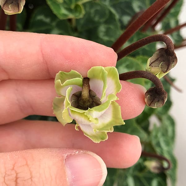 [ギフトに]シクラメン：抹茶ラテ5号鉢植えカゴ入り／グレー