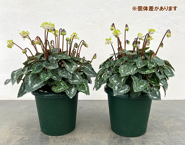 [ギフトに]シクラメン：抹茶ラテ5号鉢植えカゴ入り／グレー