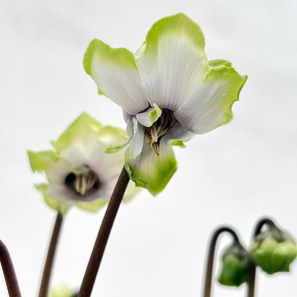 [ギフトに]シクラメン：抹茶ラテ5号鉢植えカゴ入り／グレー